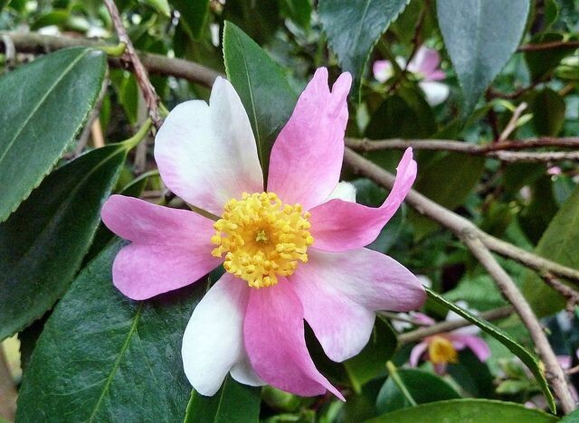 YUME~~Unique Bloom**Camellia Japonica-Live Starter Plant