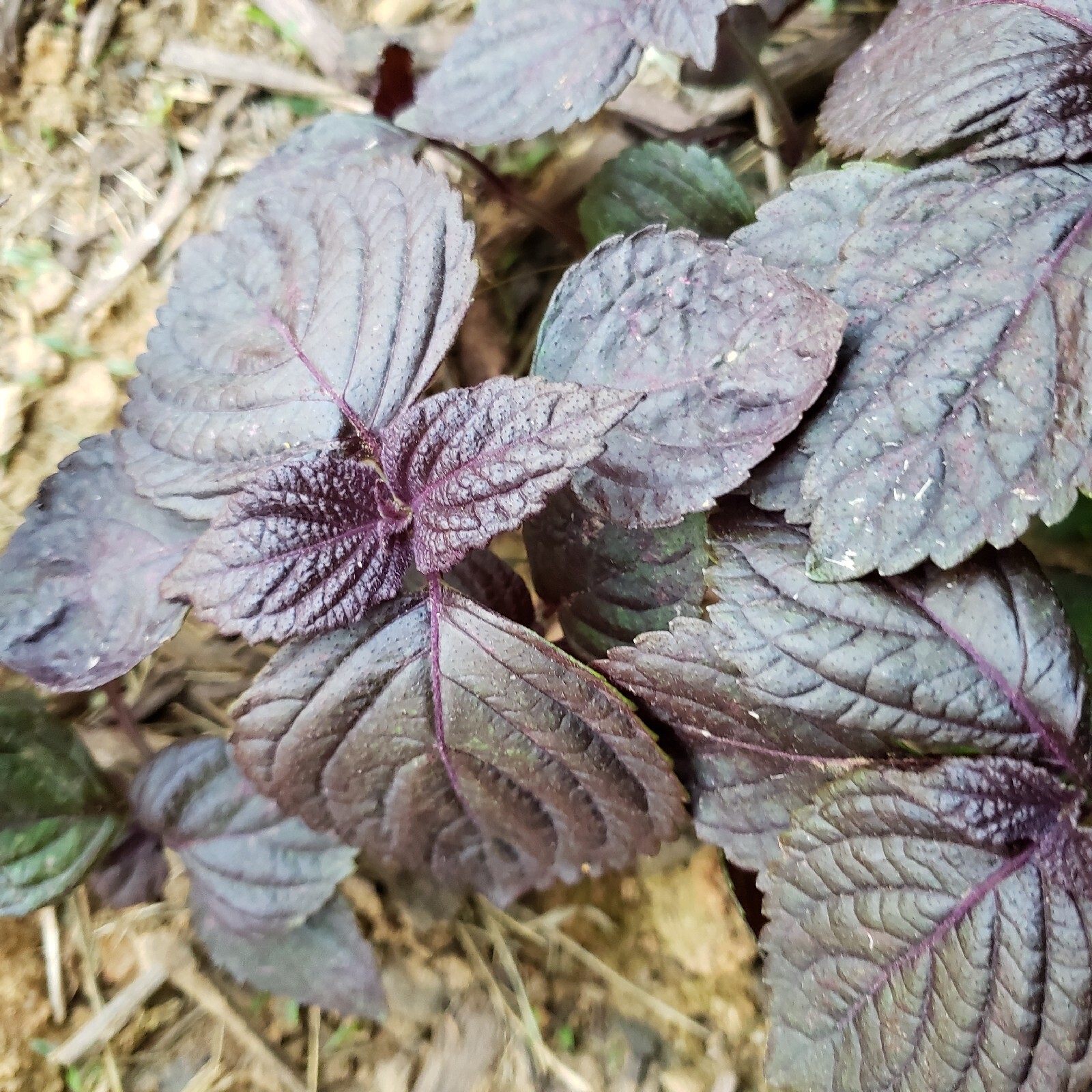 3 Red/Purple Perilla Live Plant With Soil More Than 5″ Tall NON-GMO Herb Edible