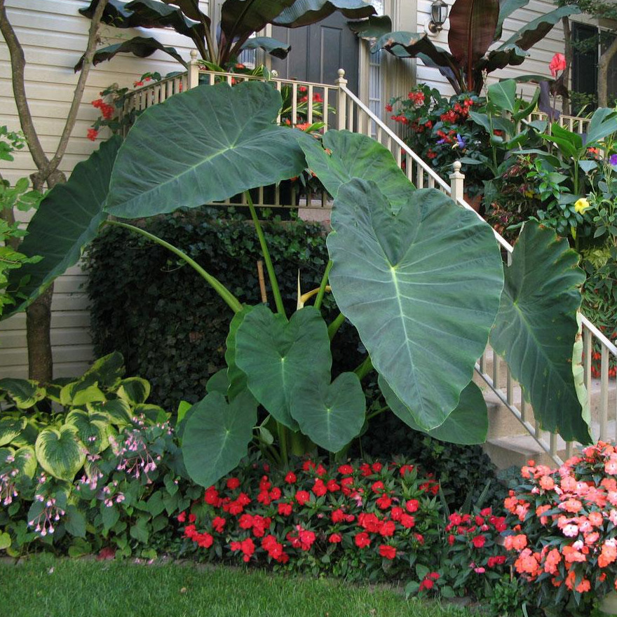 Jack’s Giant Colocasia – 1 Live Plant – 3in Pot – Ships Without Pot