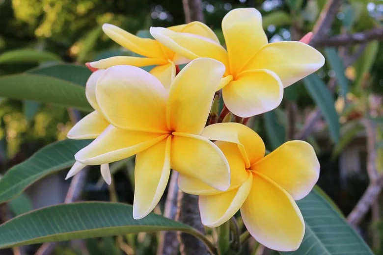 Aztec Gold (1 Tip) Plumeria Cutting