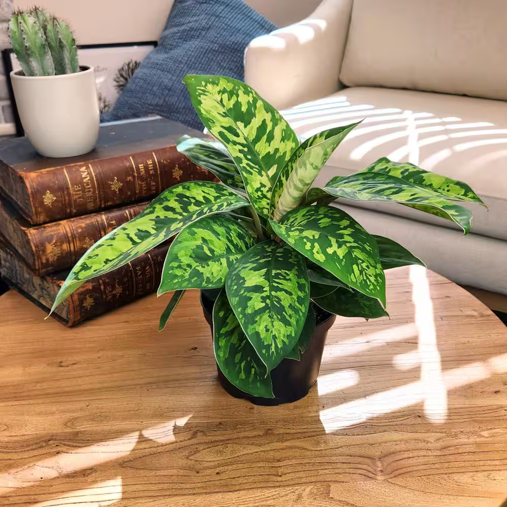 Homalomena Camouflage Live Indoor Tropical Houseplant 6 In. Grower Pot