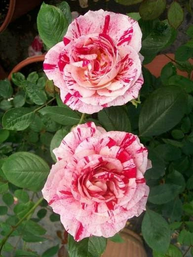 SCENTIMENTAL Floribunda Large Double Blooms Rose 5 Gal Bush Plants Plant Roses