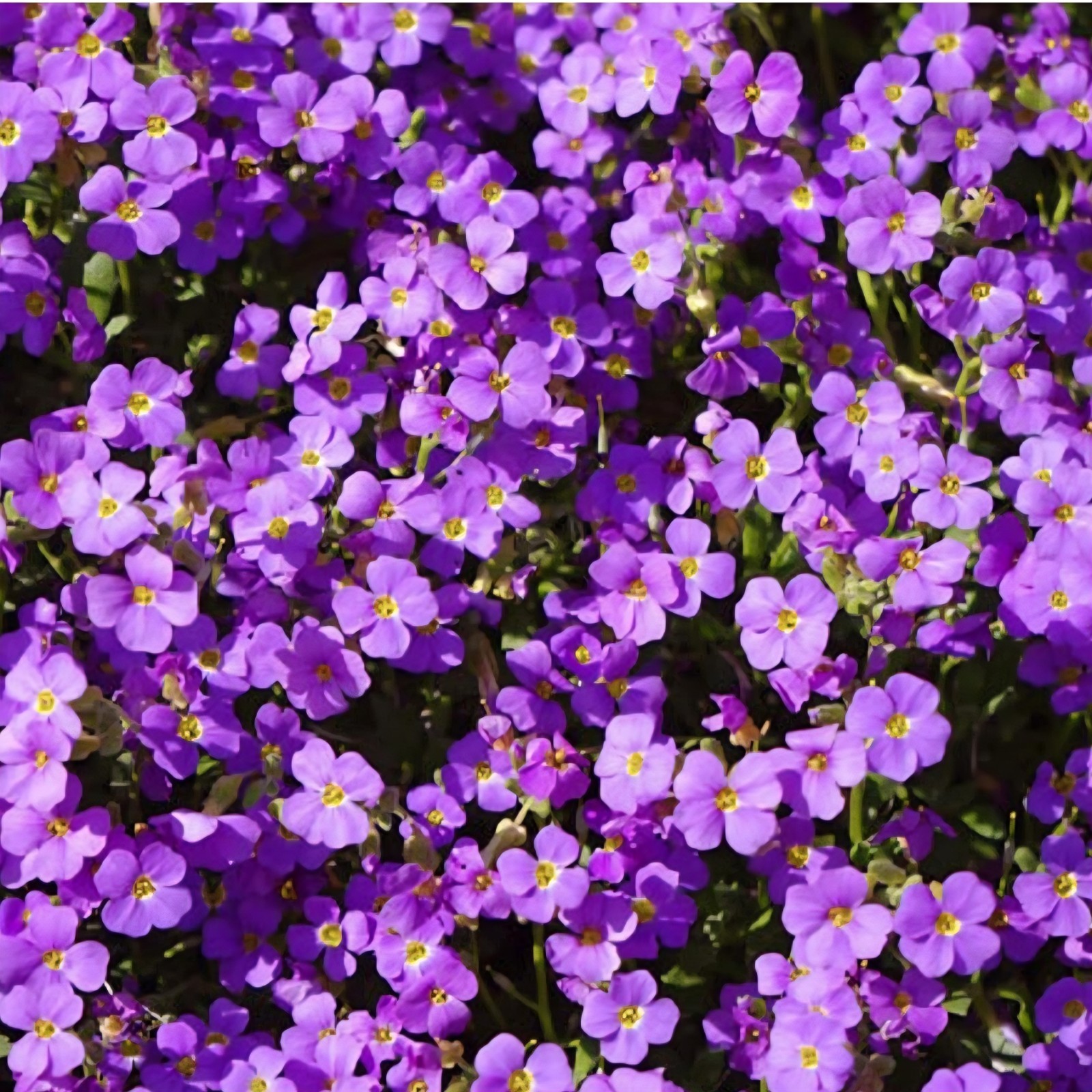 Purple Rock Cress, Aubrieta SEEDS