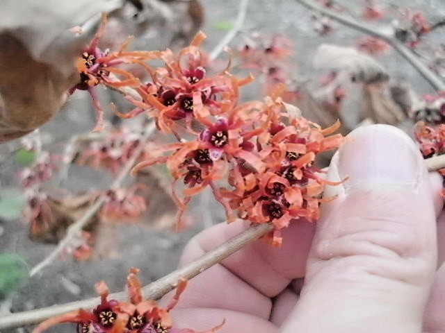 10 RED IMP WITCH HAZEL SEEDS – Hamamelis vernalis