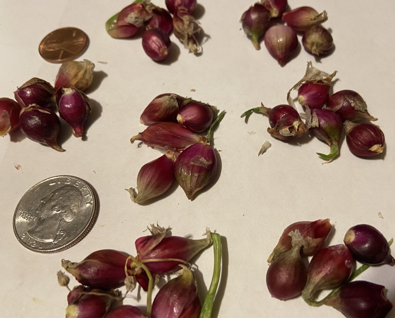 Egyptian Walking Onion Bulblets 30 Smaller Sz Lot Organic Heirloom 2026 Harvest