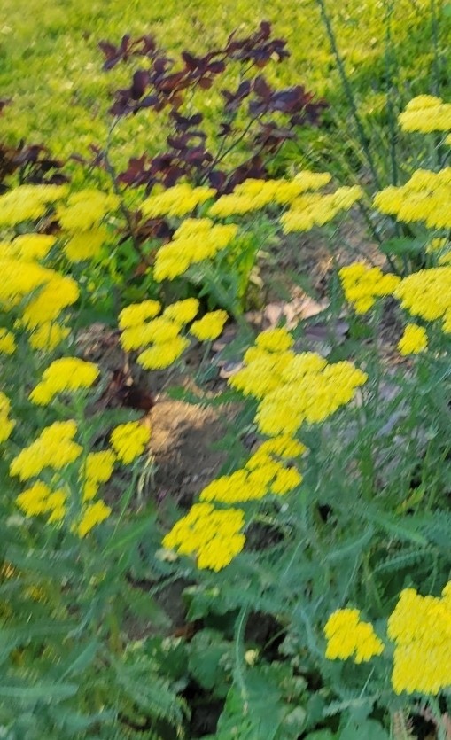 Live Moonshine Achillea Plant Yarrow Perennial Live Plant Medicinal Easy To Grow