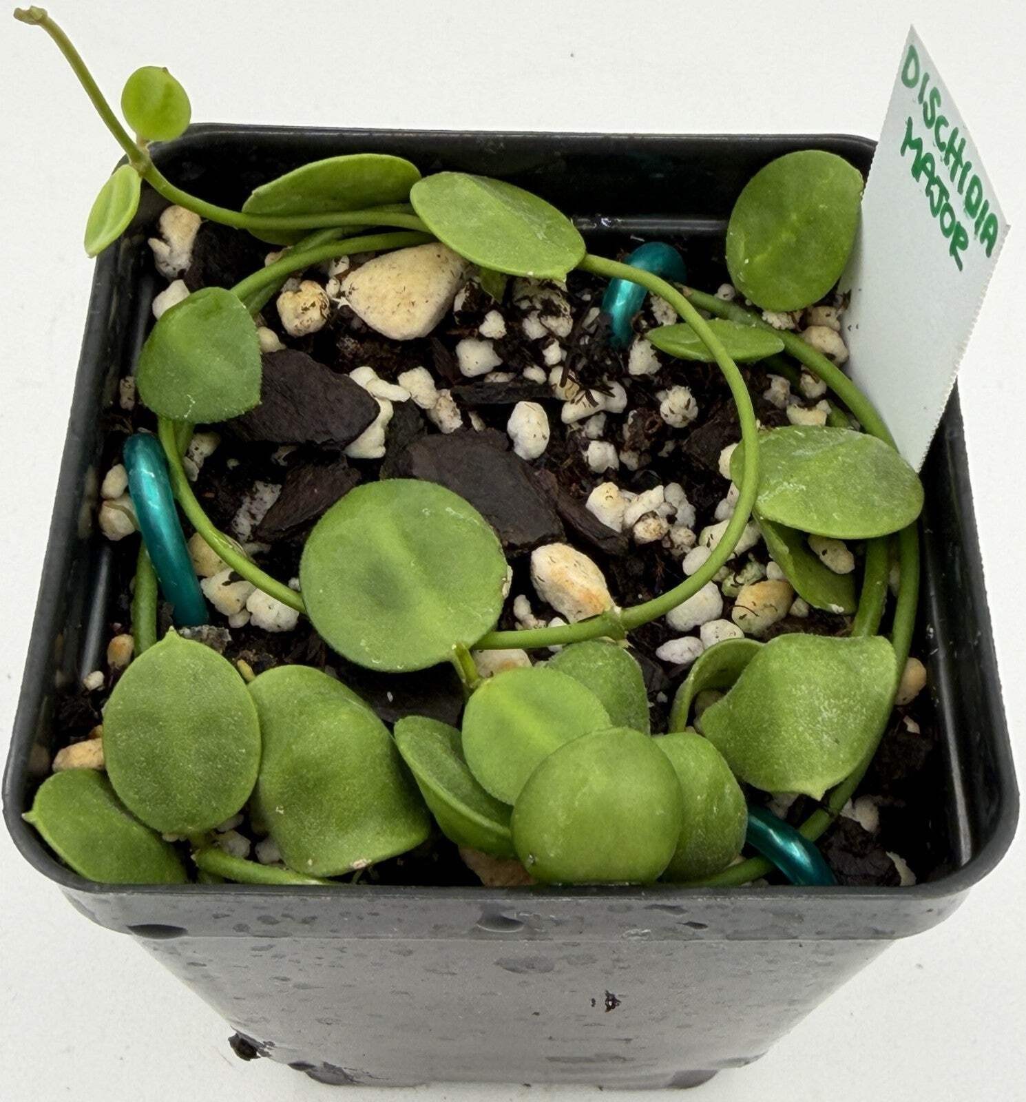 Dischidia major Rooted and growing! 3.5” Pot – Lots of Nodes!
