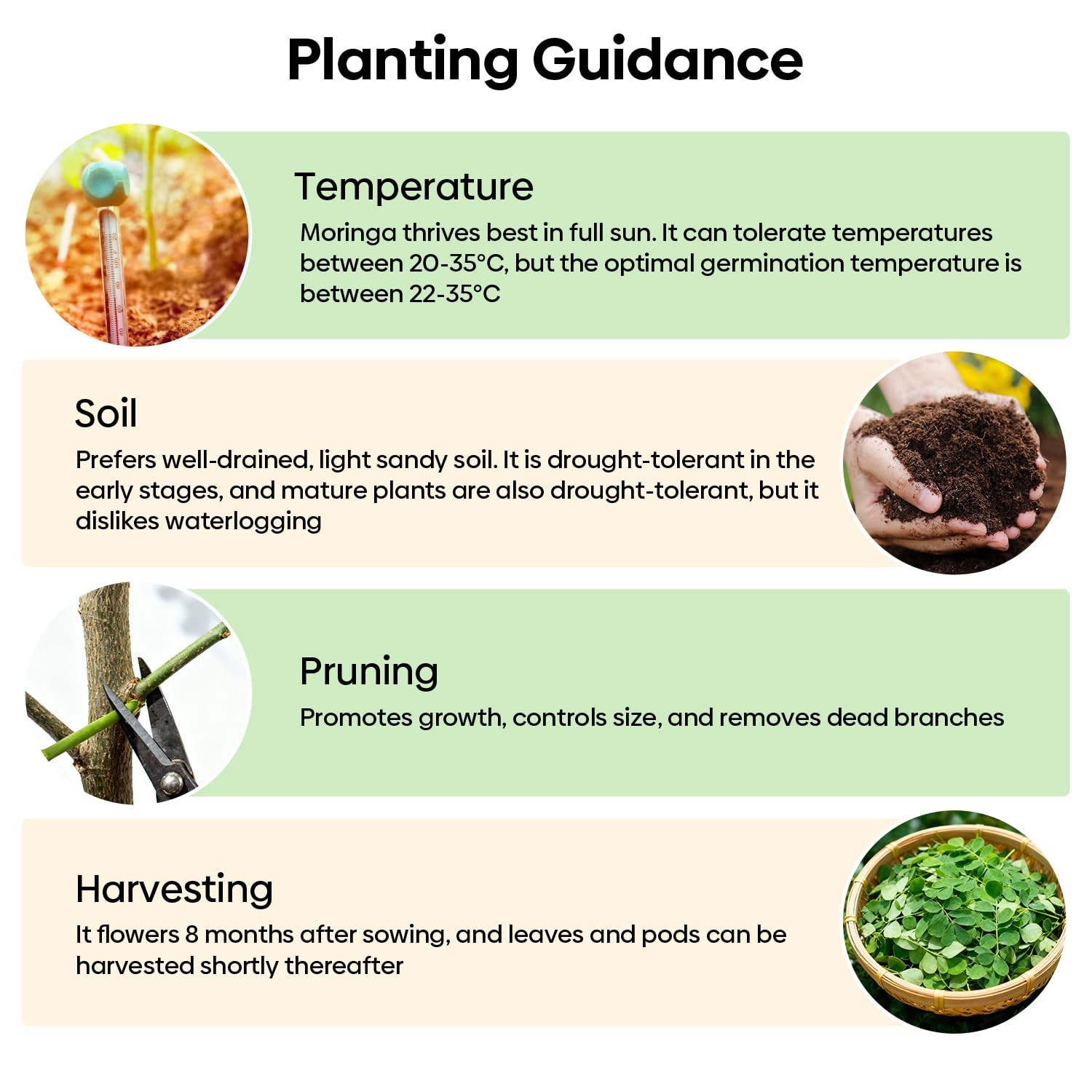 Groundio Moringa Seeds for Planting, 2 Ounce 140+ Seeds, 100% 2 Ounce, brown
