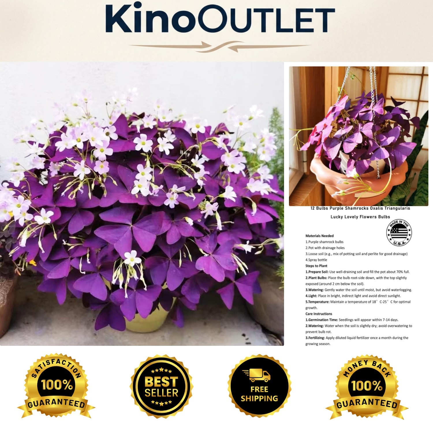 Lucky 12+ Purple Shamrocks – Oxalis Bulbs for Effortless Indoor/Outdoor Growth