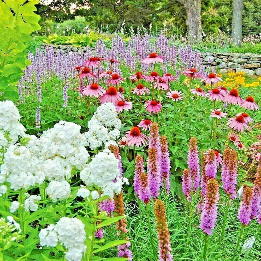2001+POLLINATOR MIX Seeds 17 Native Wildflowers Annual Perennial Garden Easy