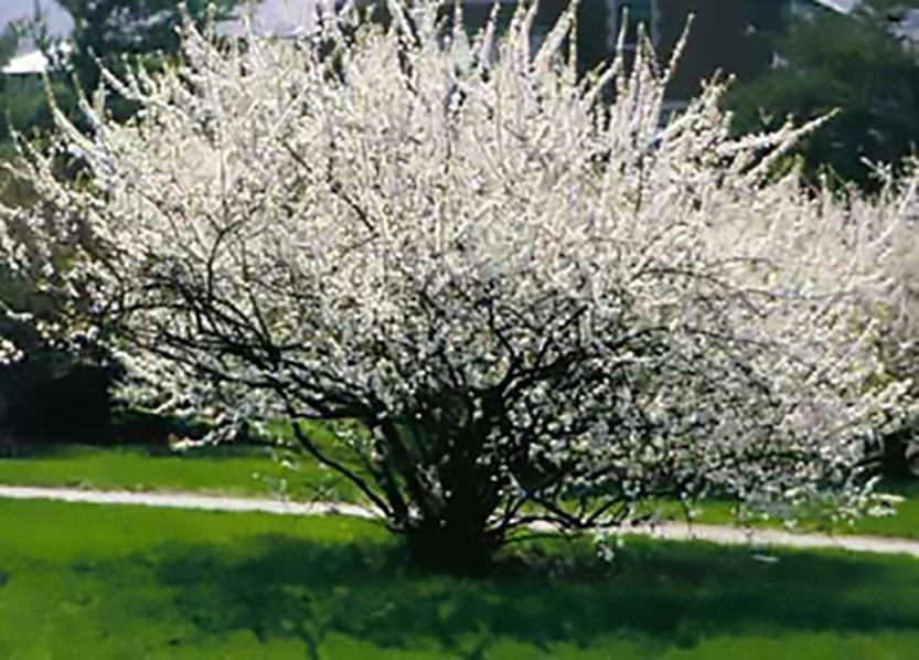 Nanking Cherry, Prunus tomentosa, Shrub Seeds (Edible, Hardy, Fast)