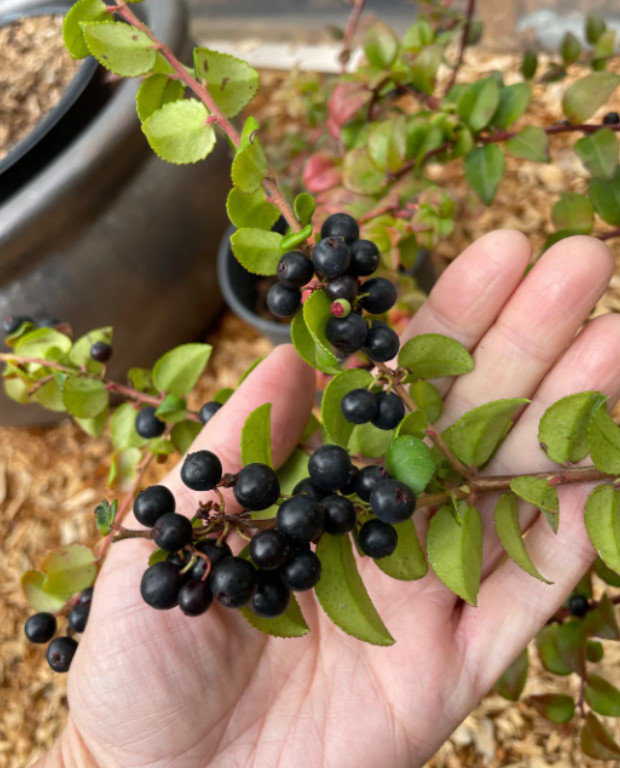 Set of 2 Wild Huckleberry Plant – 3-6″ Tall – 3″ Pot – Native Edible Berry Shrub