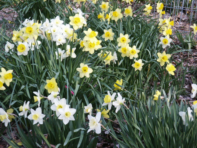 100 fresh DAFFODIL SEEDS Narcissus Jonquils PLANT IN SUMMER / FALL *PlsREAD*