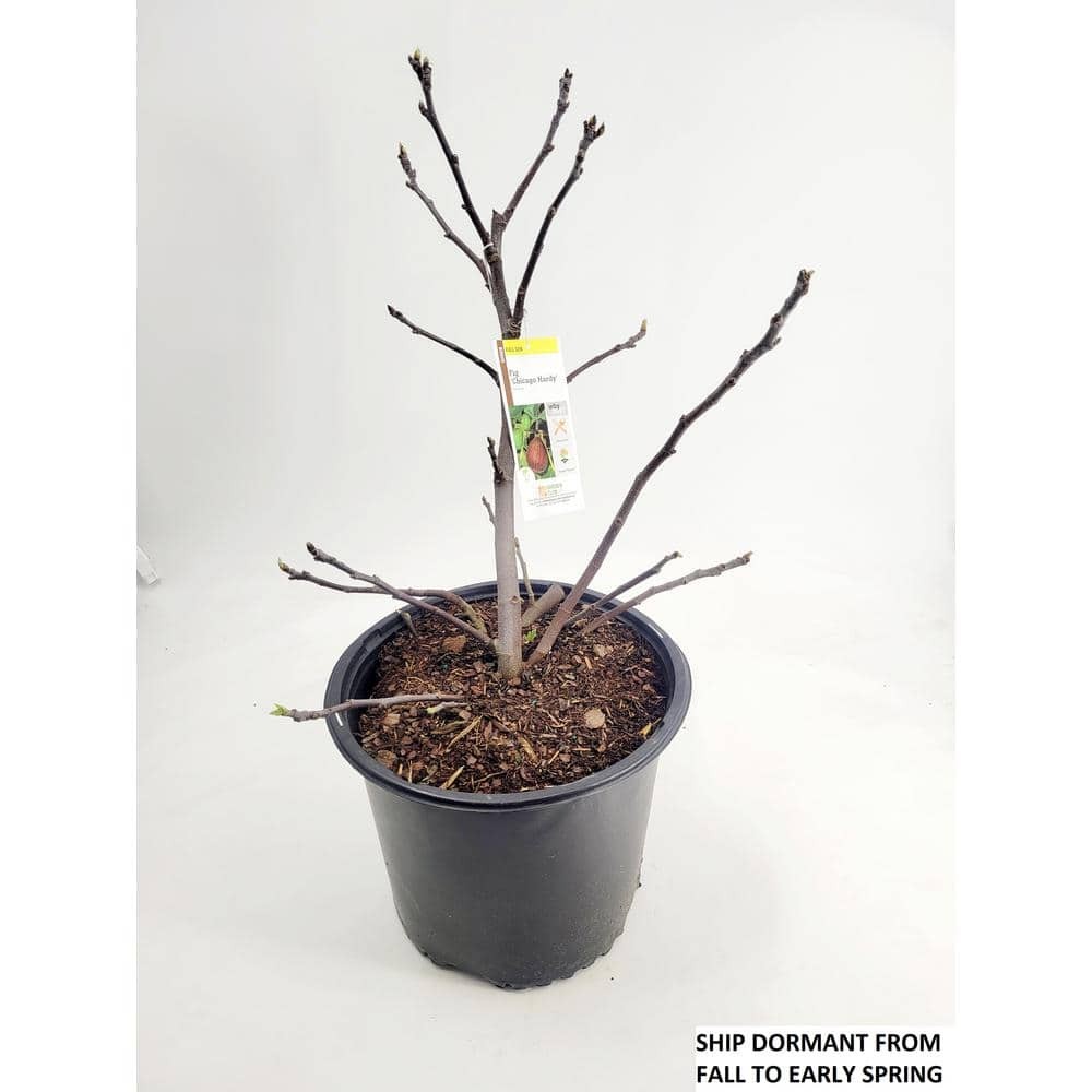 Chicago Hardy’ Fig Tree Plant 3 Gallon with Light Purple Fruit Pink Center NEW