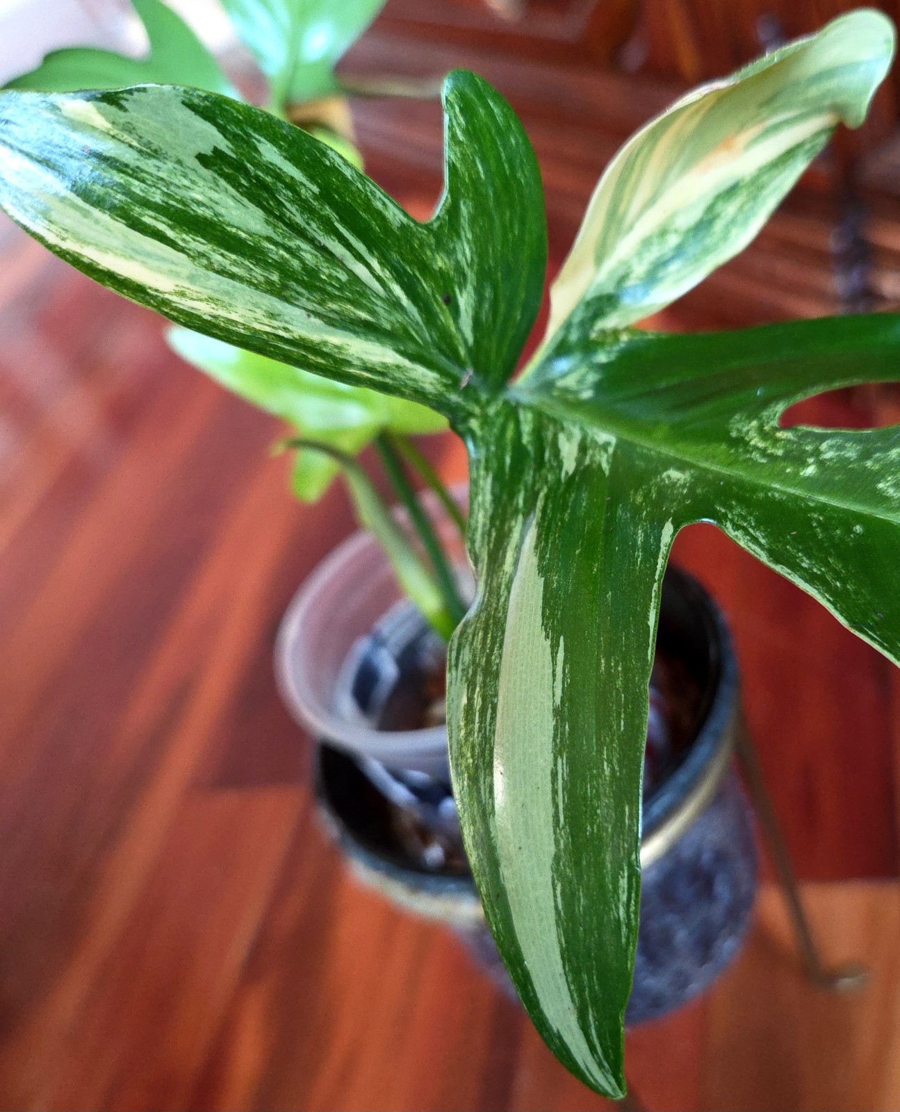 Rare Philodendron Variegated Pedatum 12″ Tall Not Monstera Anthurium Aroid
