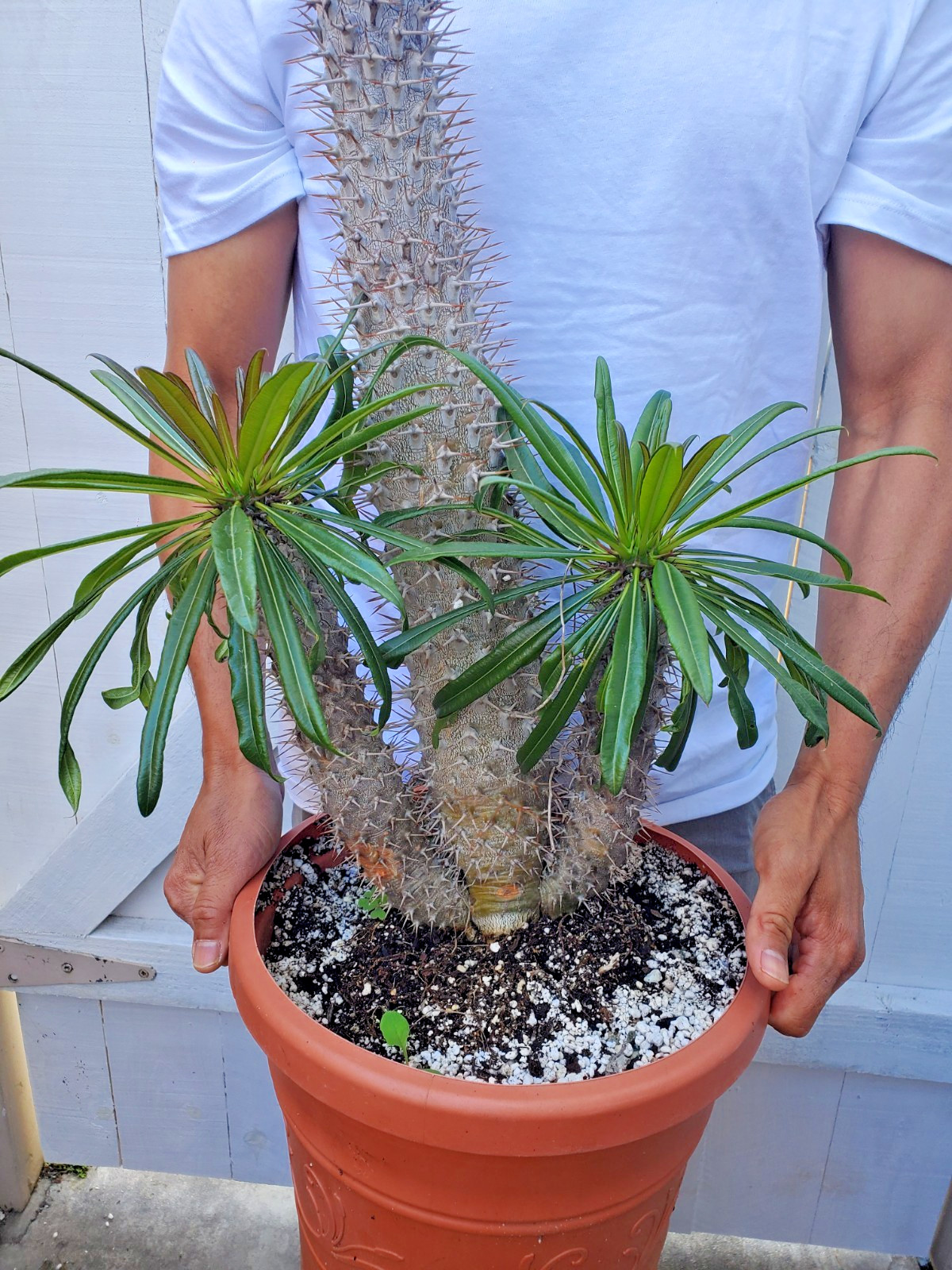 Madagascar Palm Plant Pachypodium Lamerei Cactus