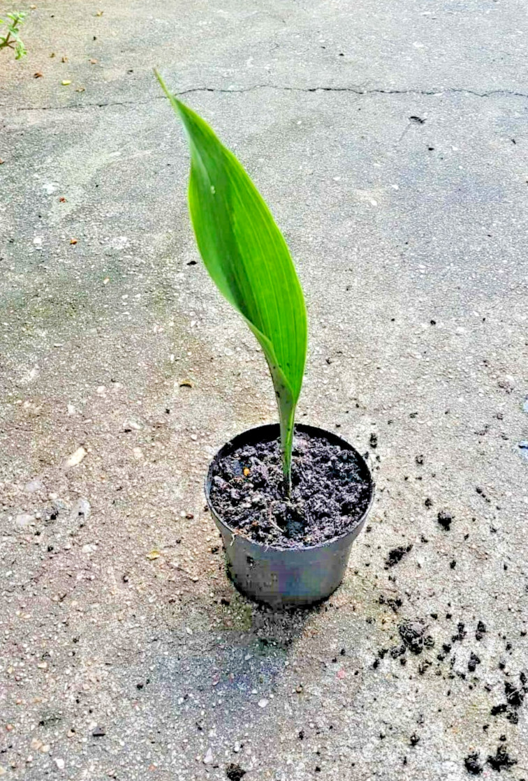 Live Dwarf Aspidistra “Tiny Tank” Cast Iron Plant 4″ Pot Easy Care Indoor