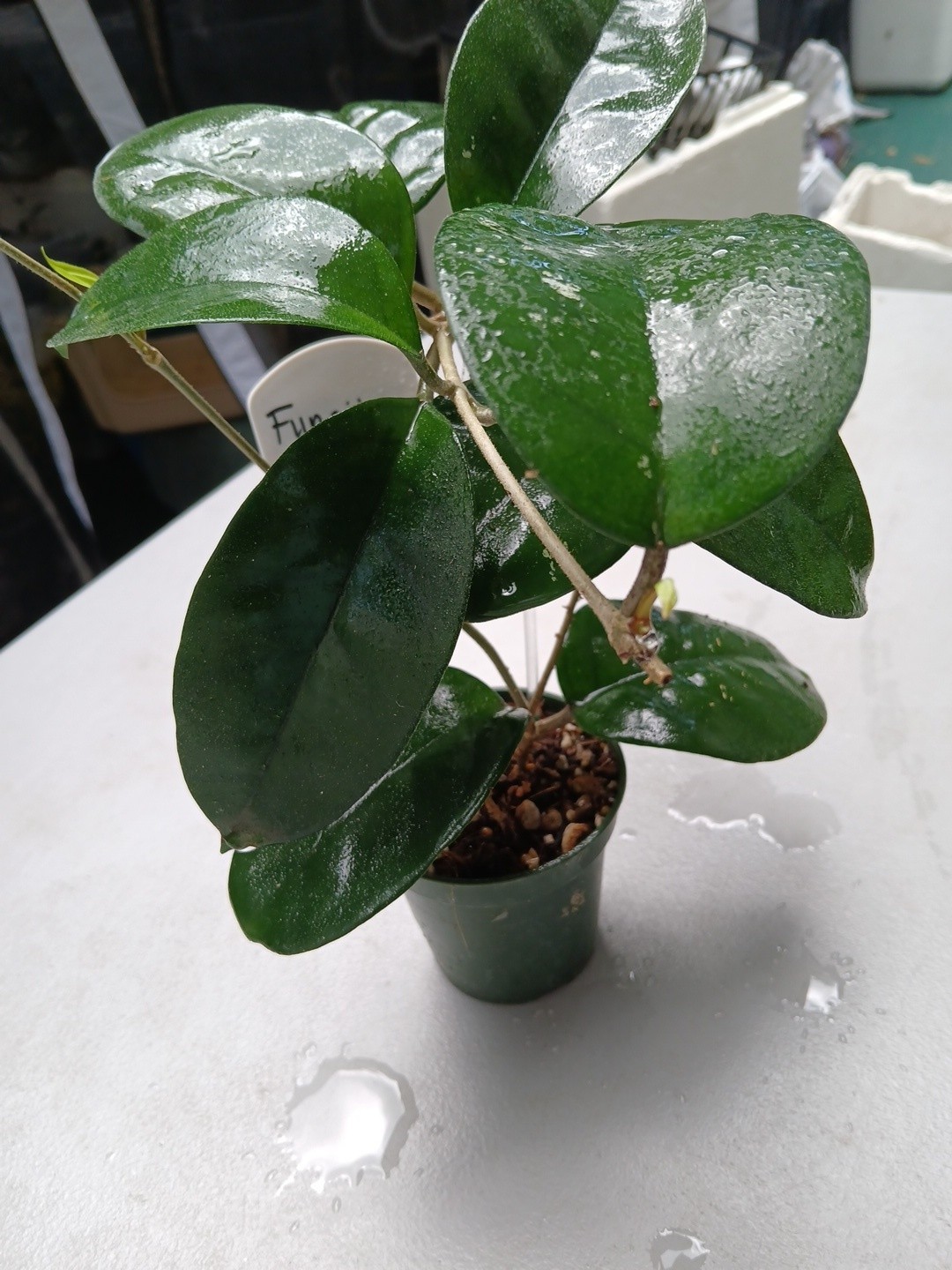 #379- HOYA FUNGI I LIVE PLANT, LARGE LEAF, LARGE PLANT,