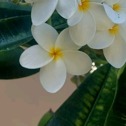 Hawaiian WHITE Plumeria 10″ Top Cut ROOTED Frangipani