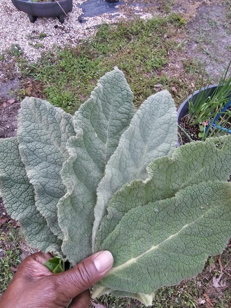 Mullein Seeds – Heirloom, Non-GMO, Herbal Tea, Lung Support