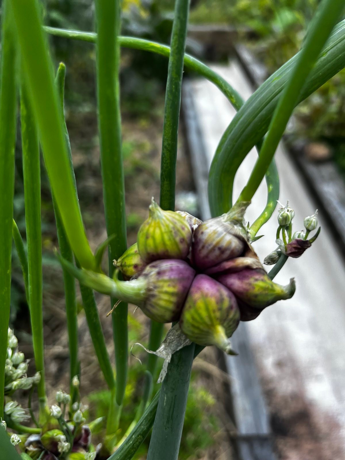 20 Egyptian Walking Onions Top bulb 2026 harvest