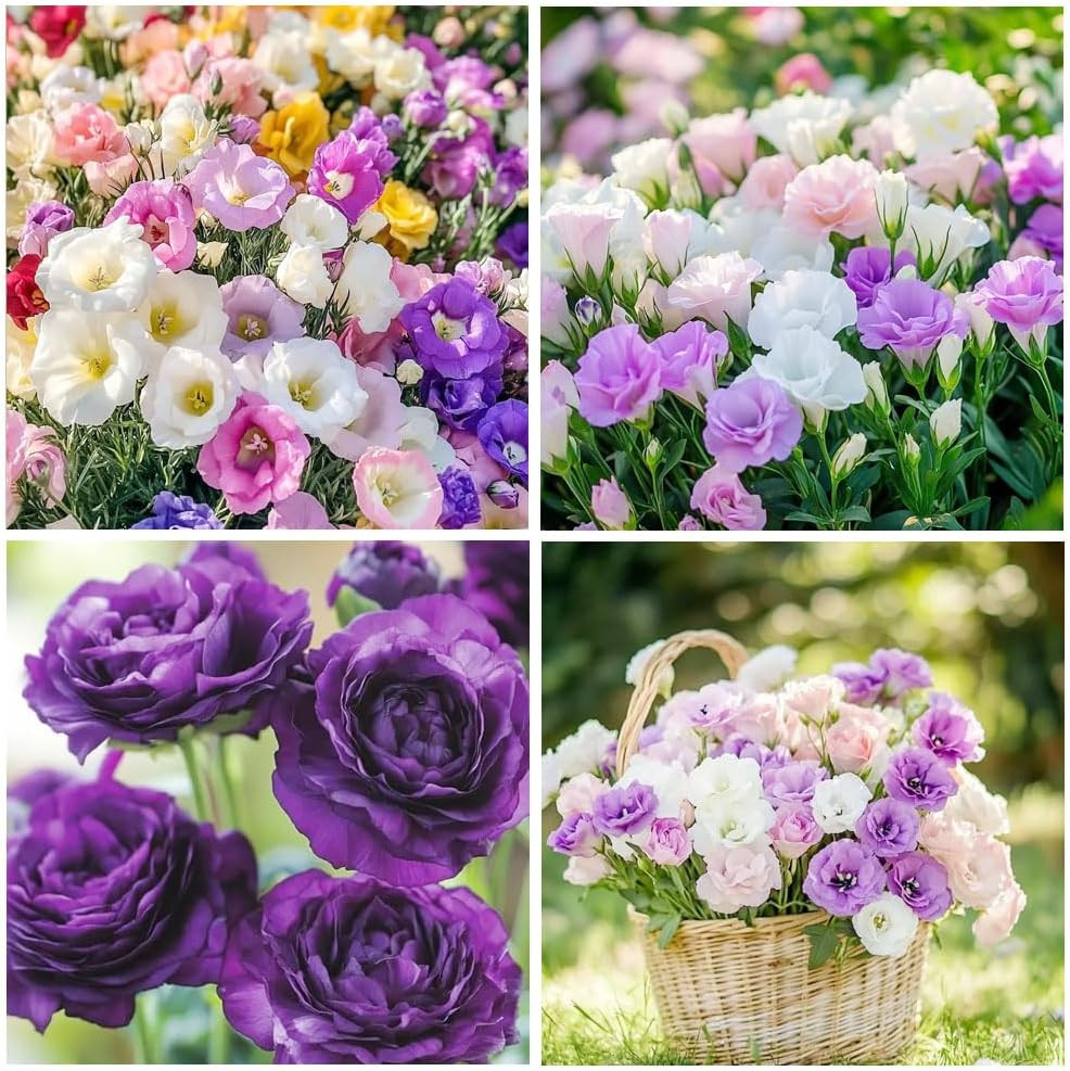 1000 Lisianthus Seeds for Planting Mixed Color Eustoma Flower Seeds Thornless