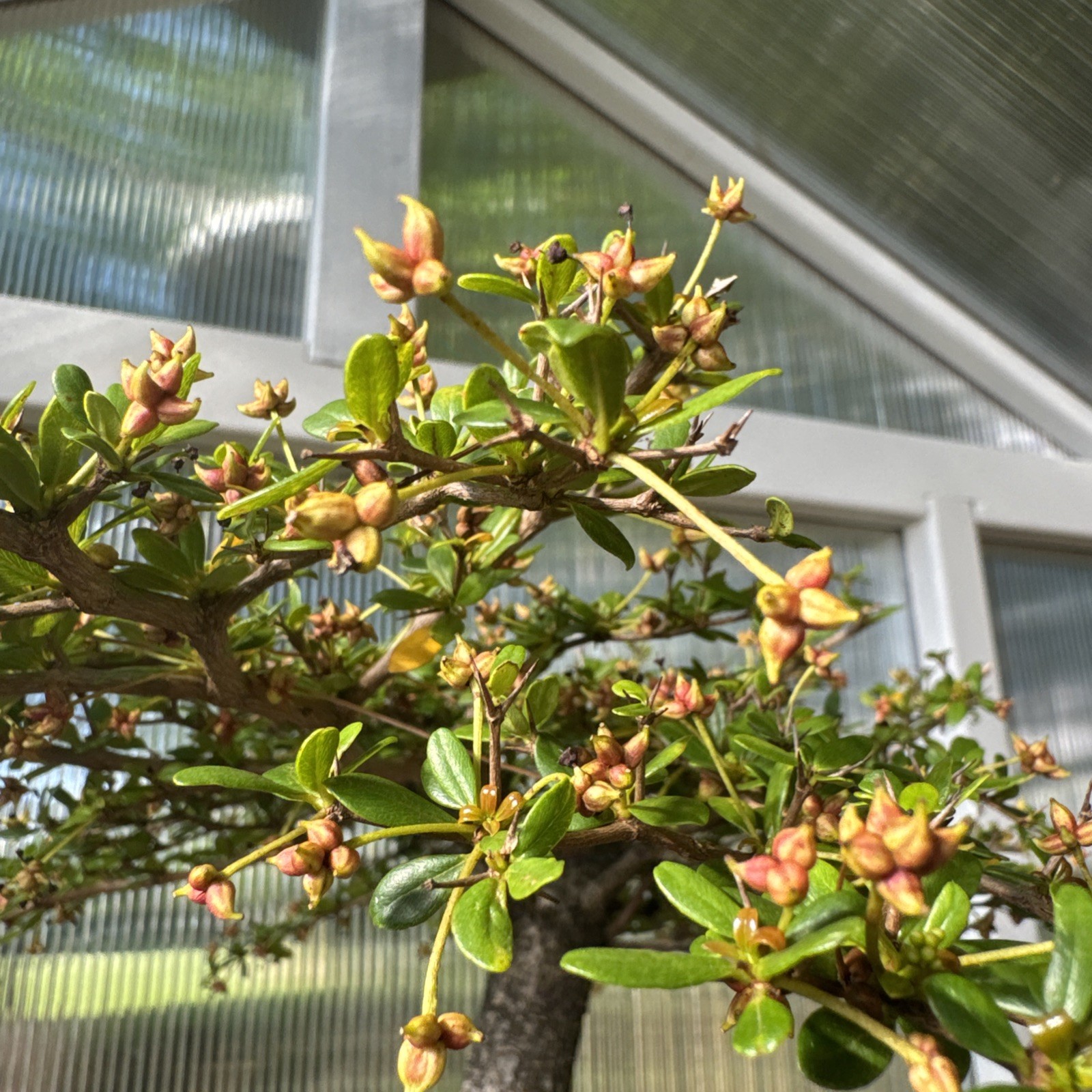 Dwarf Black Olive Bonsai (Bucida buceras ‘Shady Lady’) – Specimen Size – WYSIWYG