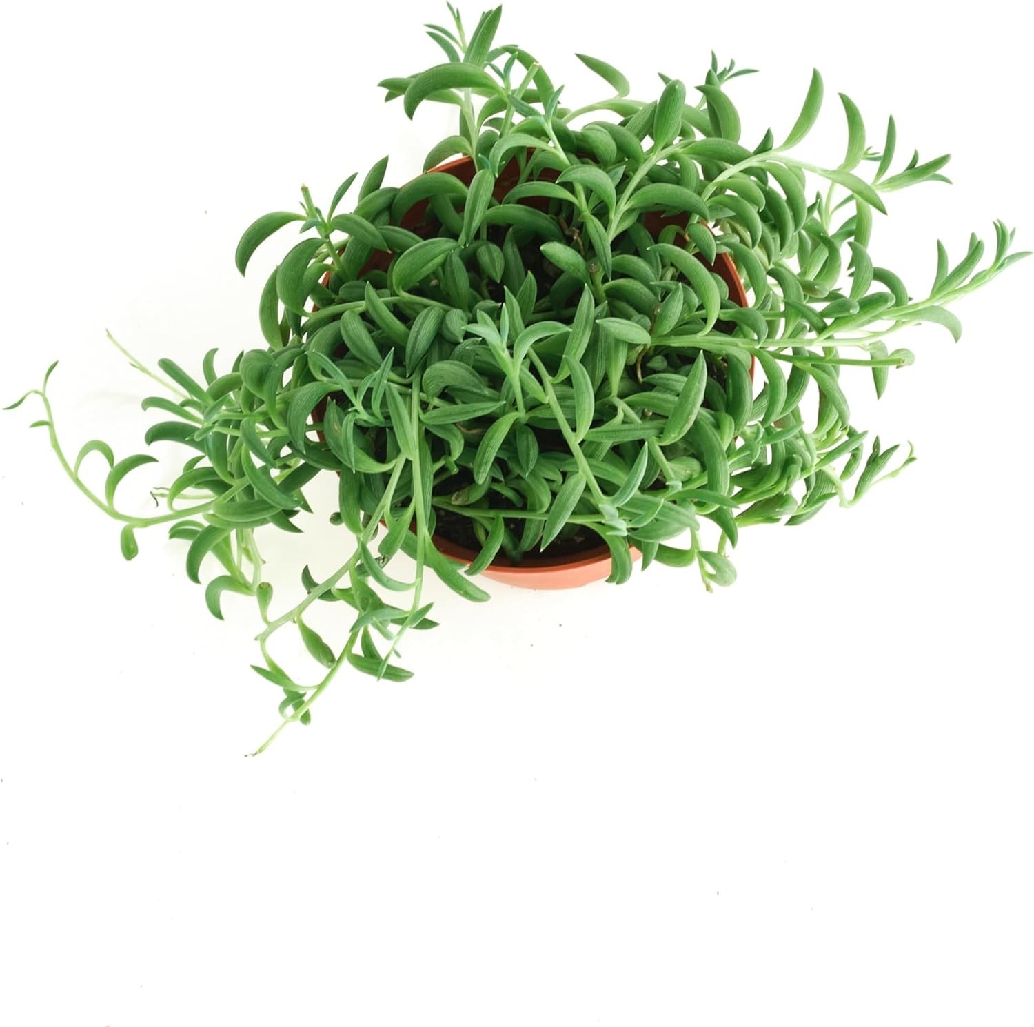 Lively 4-Inch String of Bananas Succulent – Minimal Care and Air Purification
