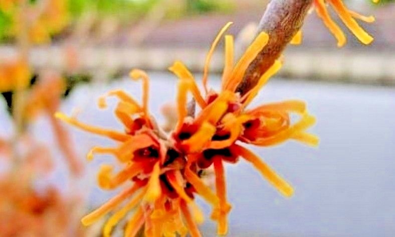 10 FIRE BLAZE WITCH HAZEL SEEDS – Hamamelis x intermedia