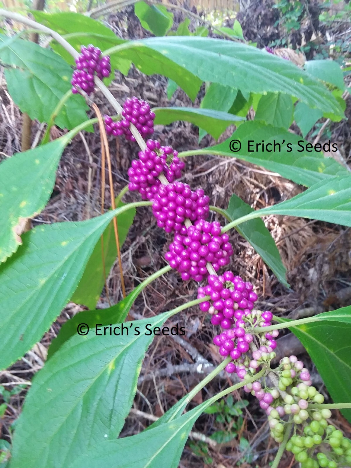 200 Seeds American Beautyberry – Florida Grown