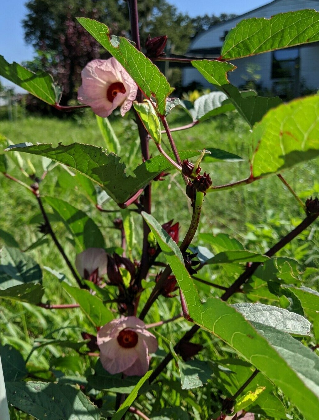 Hibiscus Sabdariffa/Jamaican Sorrel/Roselle/Florida Cranberry 40 Seeds