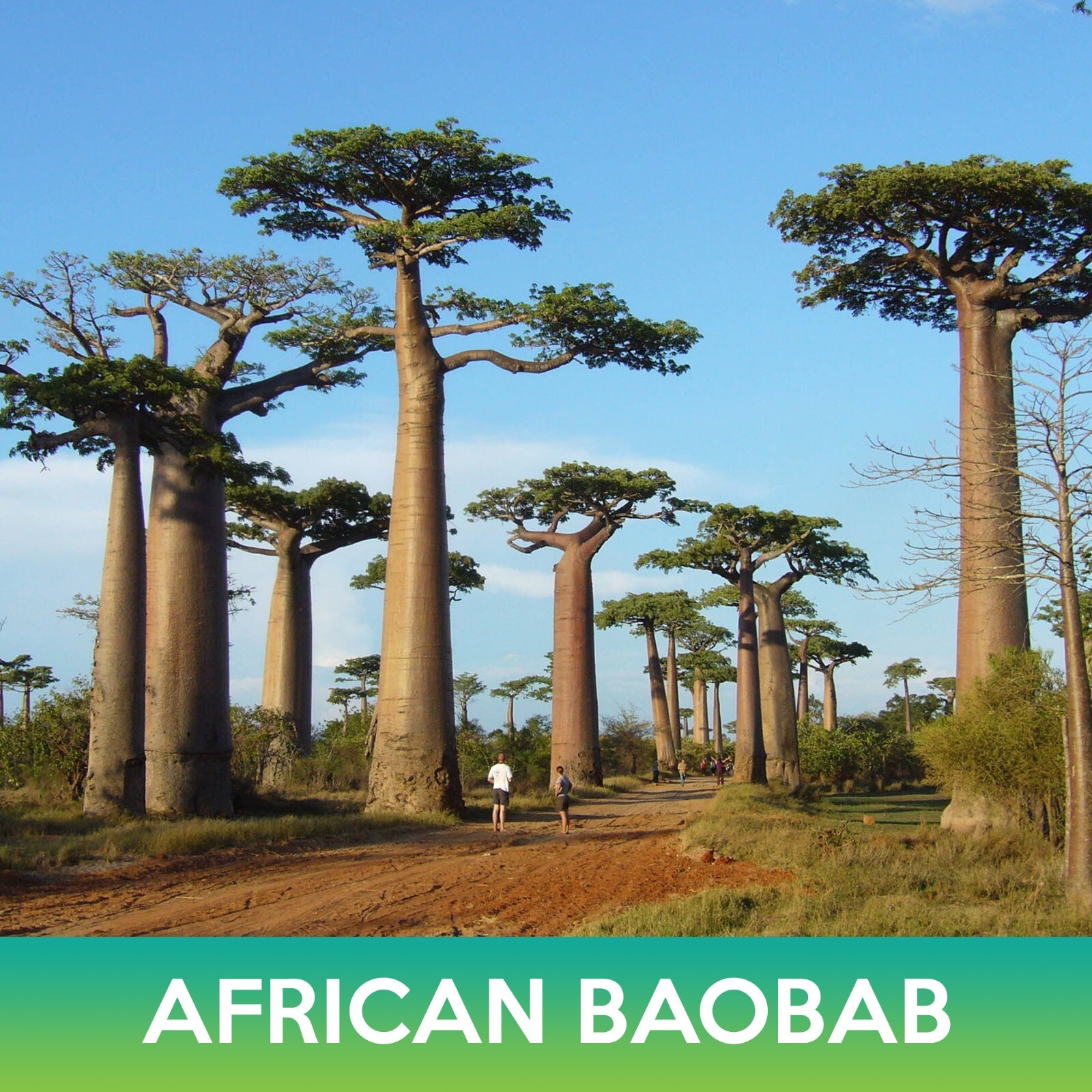 African Baobab Seeds, Combined Shipping on 500+ Seed Varieties! Flat Shipping