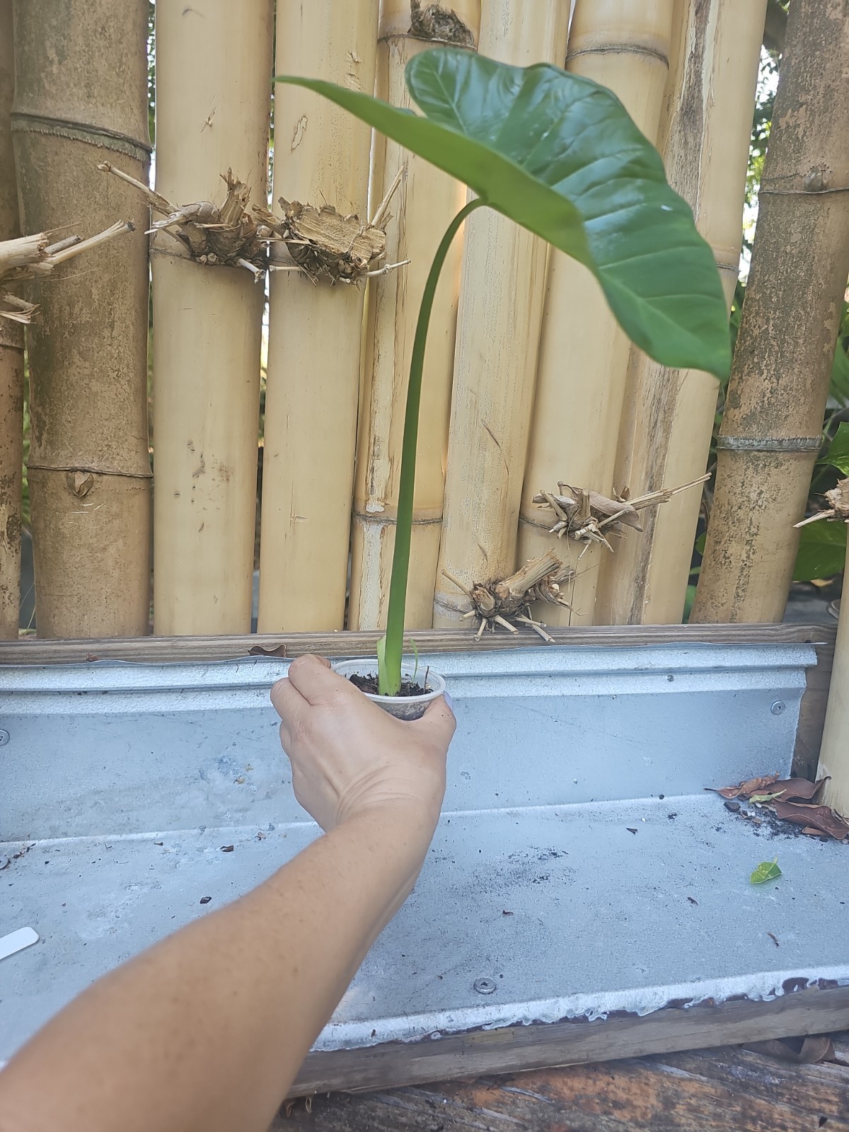 Giant Mammoth Alocasia colocasia Taro gigantea Elephant Ear live Plant Borneo 16