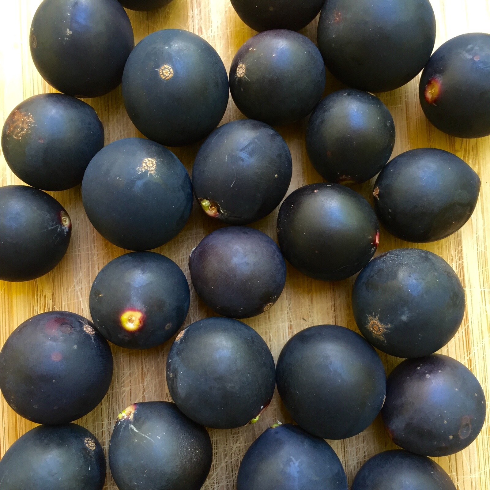 Jaboticaba Myrciaria Vexator Blue Grape Fruit Beautiful Bark Tree Seedling Plant
