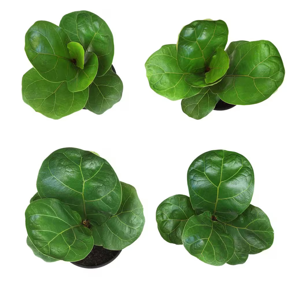 4.25 In. FICUS LYRATA – Fiddle Leaf Fig Houseplants (4-Pack)