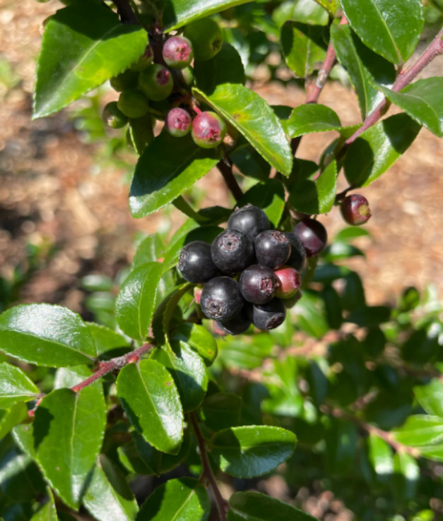Set of 2 Wild Huckleberry Plant – 3-6″ Tall – 3″ Pot – Native Edible Berry Shrub