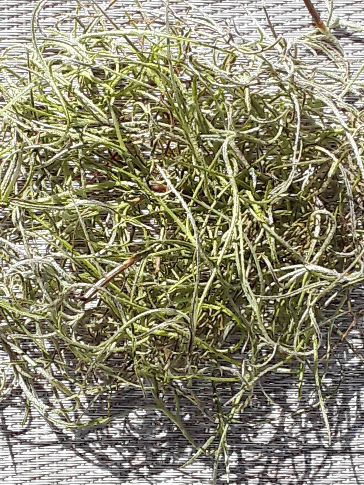 1 Gallon Bag Real Fresh Live GREEN Spanish Moss for Craft Basket. Garden Craft