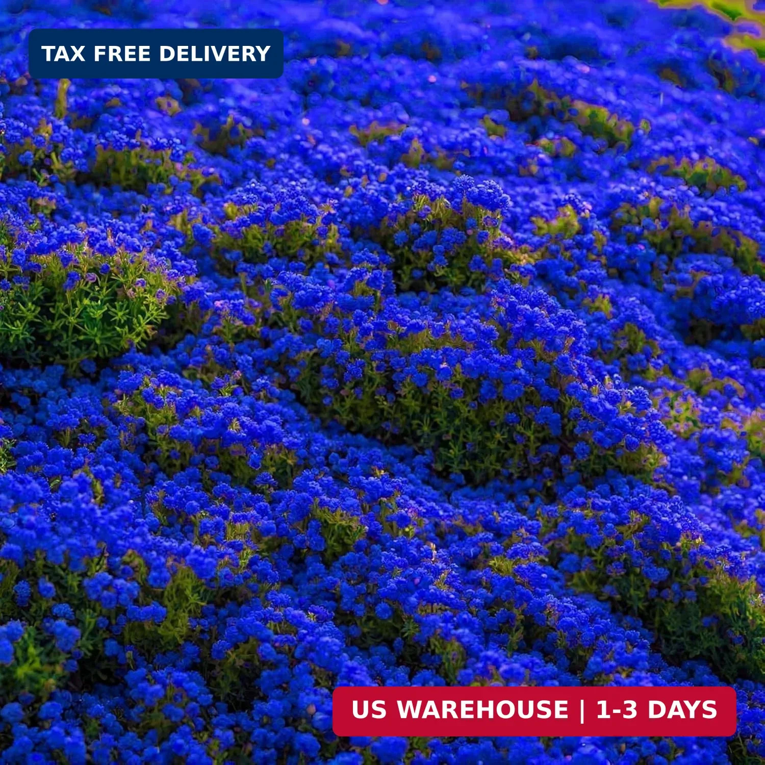 29000+ Magic Creeping Thyme Seeds for Planting Perennial Ground Cover Plants Thy