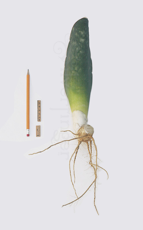 SANSEVIERIA Sp Nov km 42 No 21837 — Mafinga Tanzania — BLUE FORM • SUPER RARE