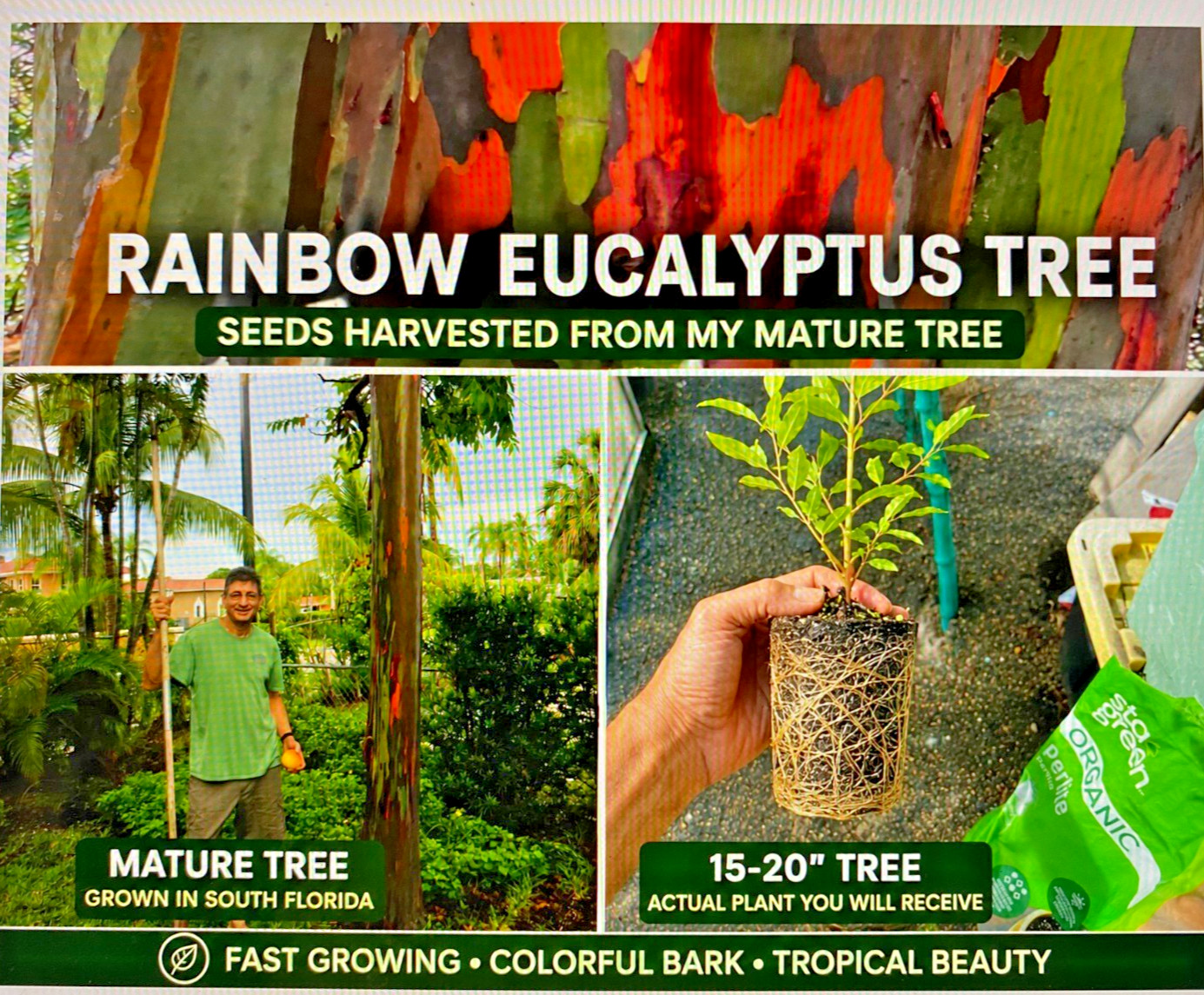 Rainbow eucalyptus seedlings 15 to 20 inches (pack of 5 seedlings