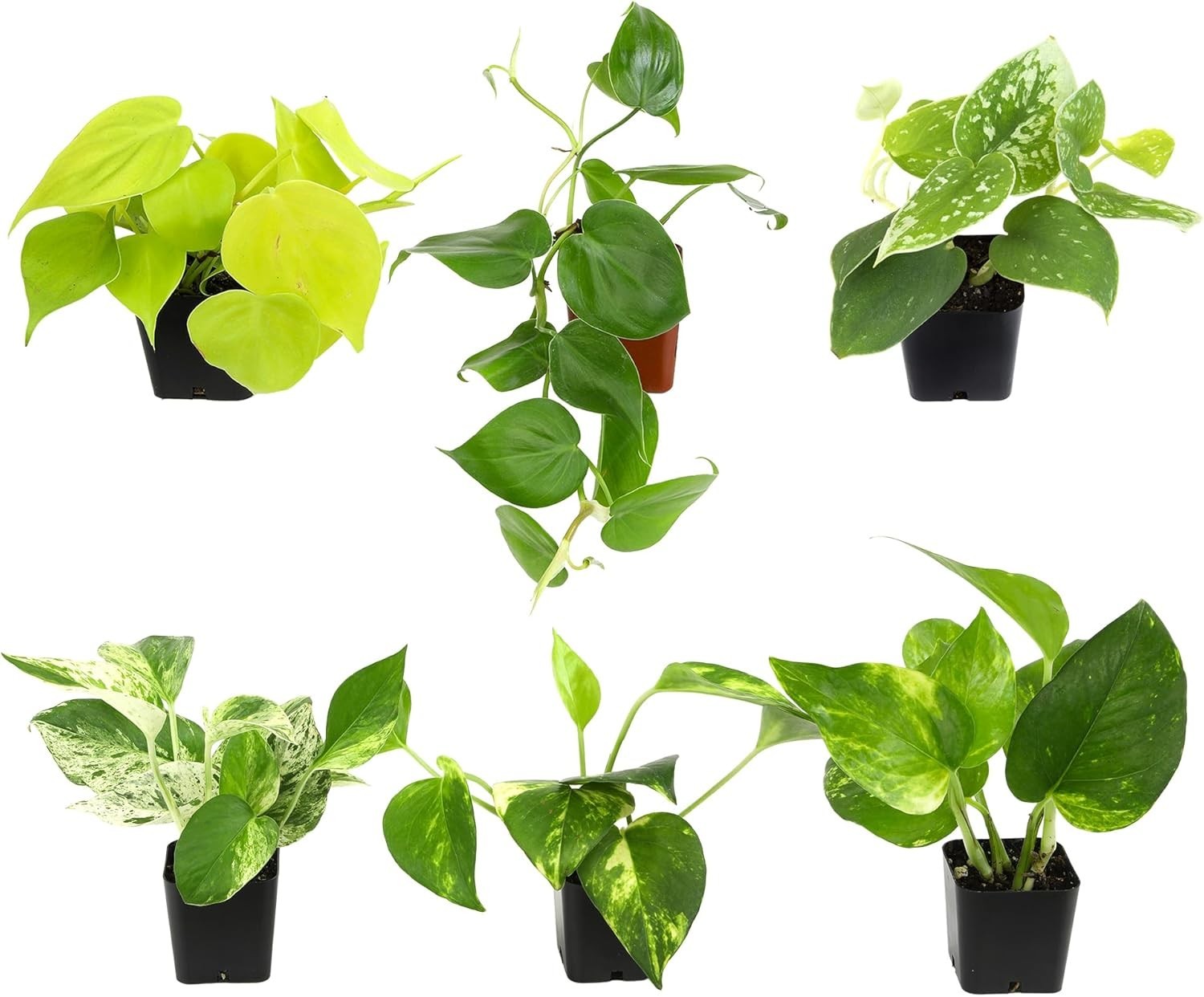 Pothos & Philodendron 6-Pack – Live Indoor House Plants]