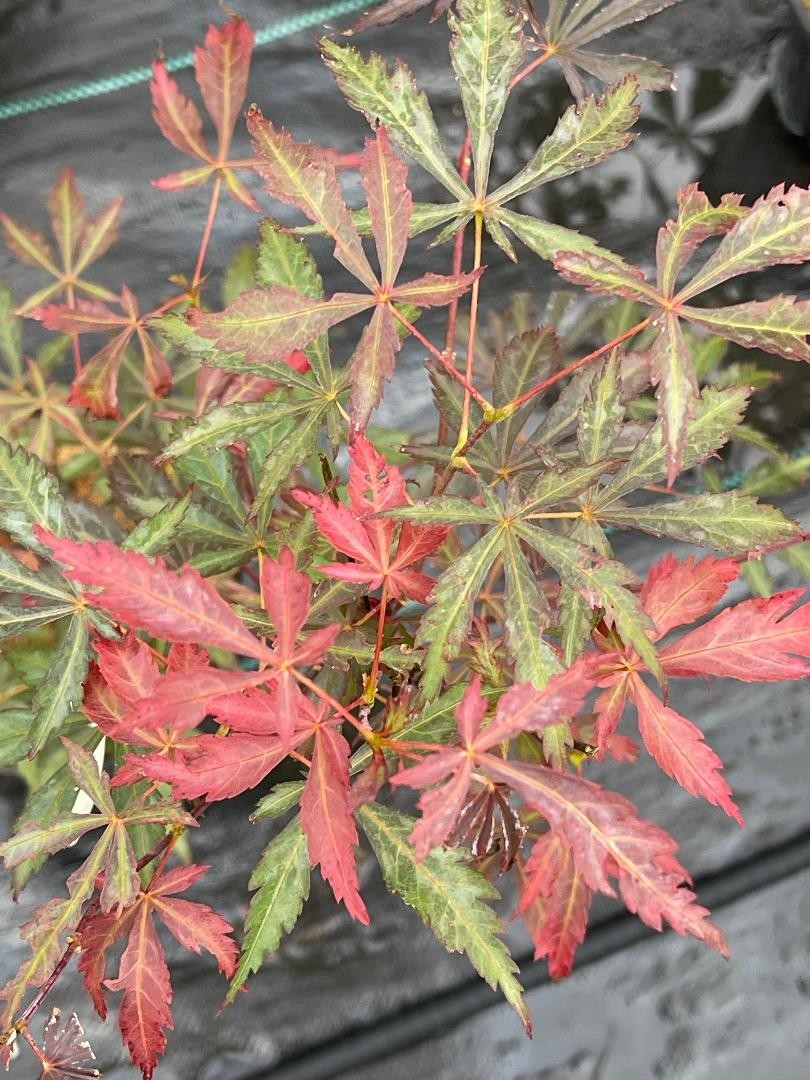 Acer shirasawanum ‘Purple Thunder’ (Purple Thunder Full Moon Maple)