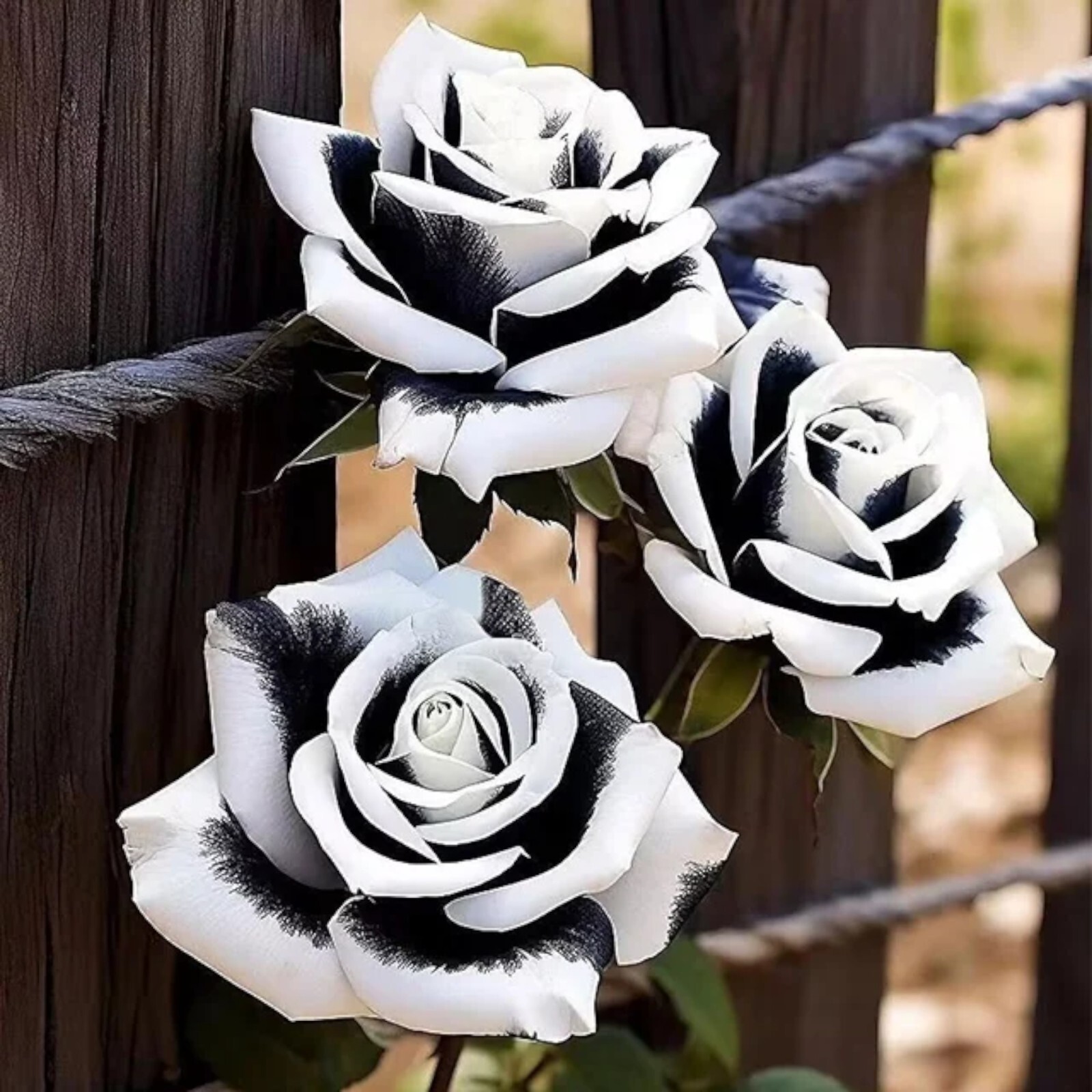 20pcs Rare Black & White Rose Seeds – Non-GMO Heirloom Variety