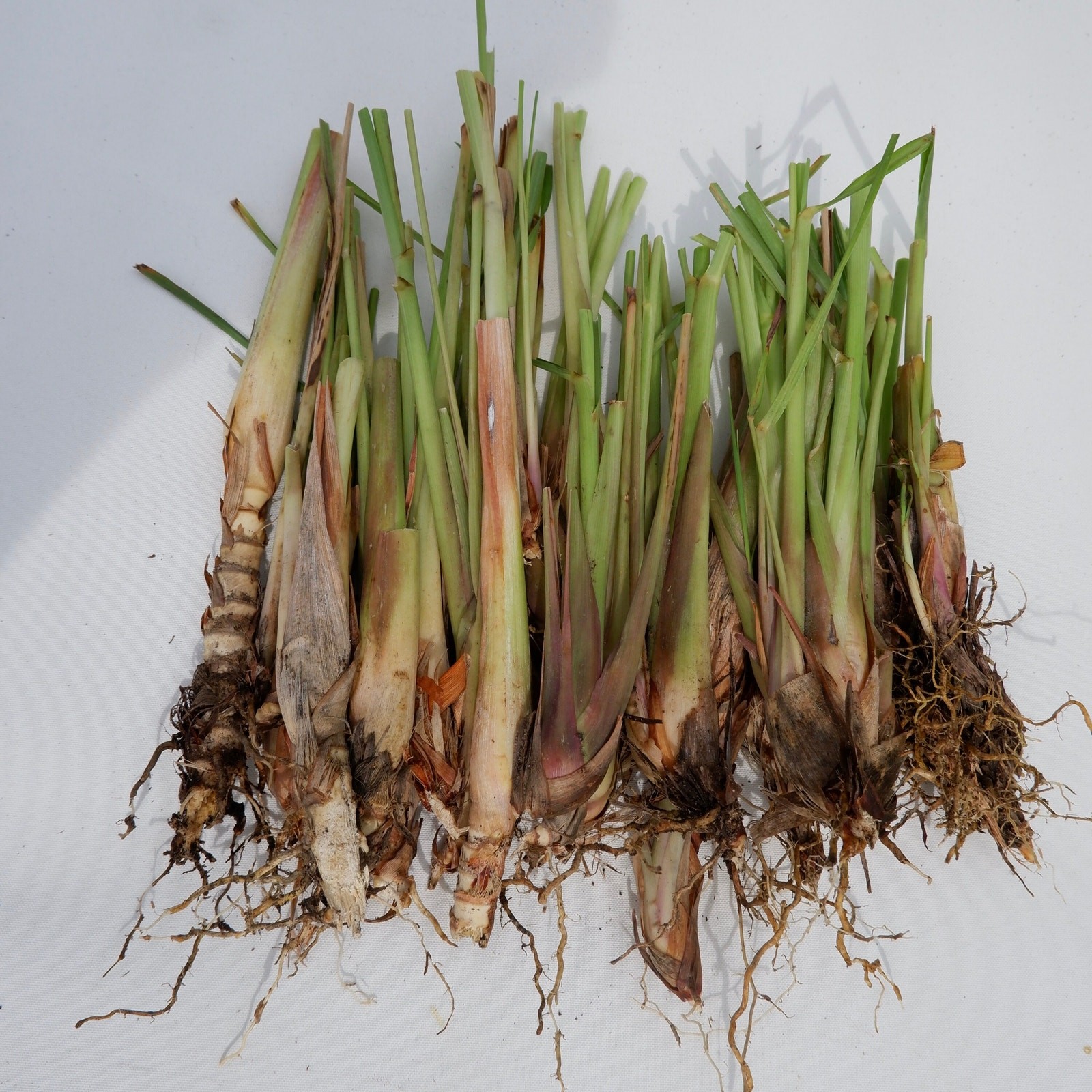 4 Live Rooted Lemongrass Organic Plant Stalks