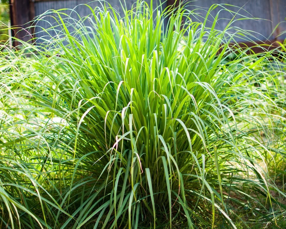 30 starter stalks of live Lemongrass – Grow Versatile, Fragrant, Edible Bushes