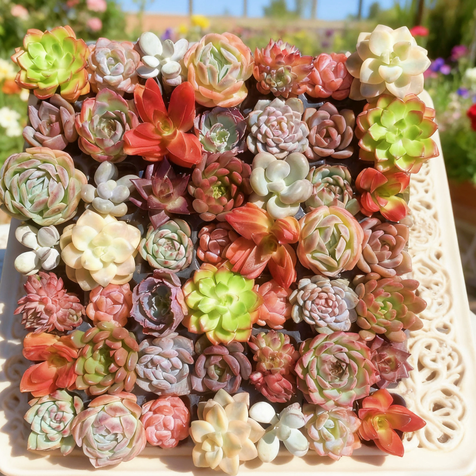 Succulent Plant Live Mix 6/12/24 Pcs Assorted, Bare Root Without Soil Pot,