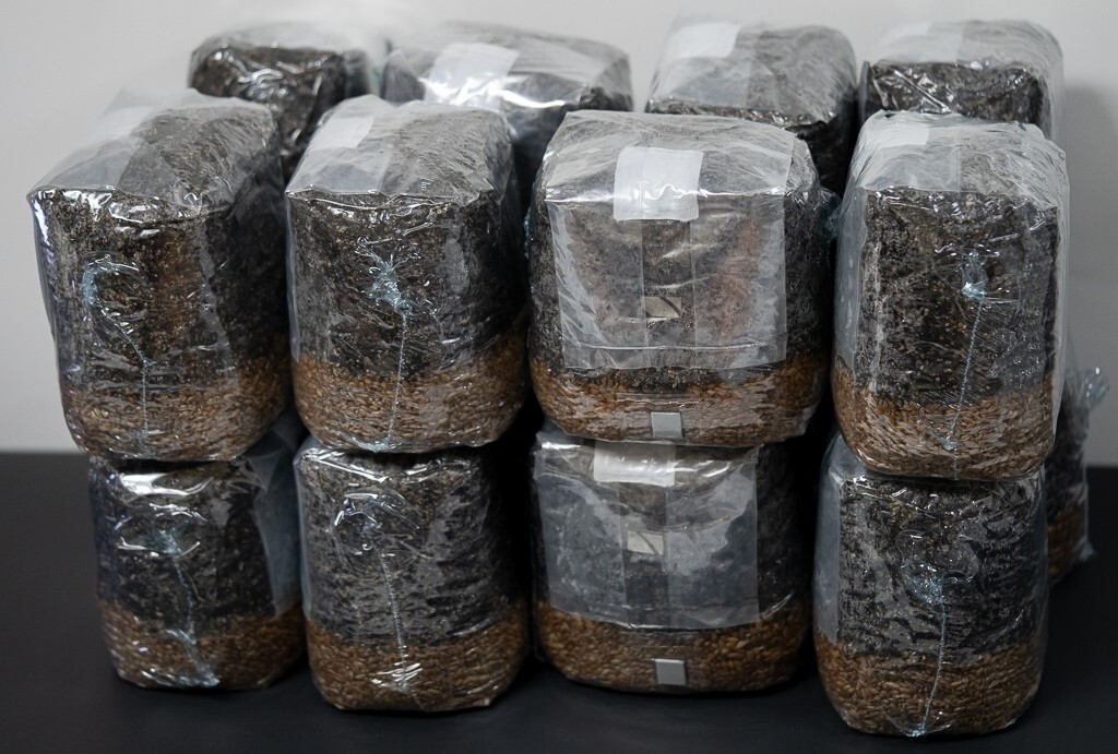 MycoHaus 16 Pack All in One 5 LB Rye & Compost Mushroom Substrate Spawn Grow Kit