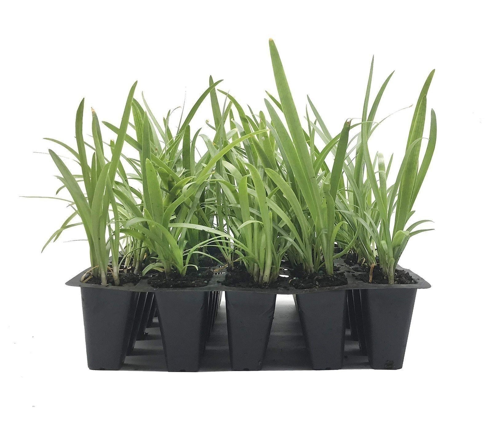 Agapanthus Getty White | 2 Inch | Agapanthus praecox | White Flowers | Borders