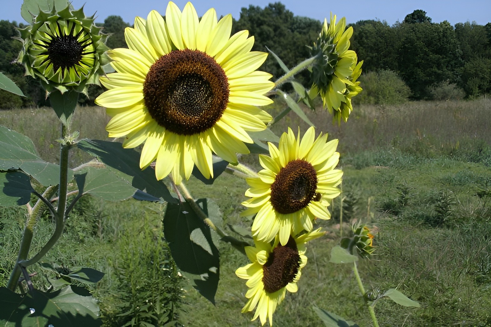 50 Lemon Queen Sunflower Seeds – Beautiful, Heirloom, Stunning Yellow Blooms