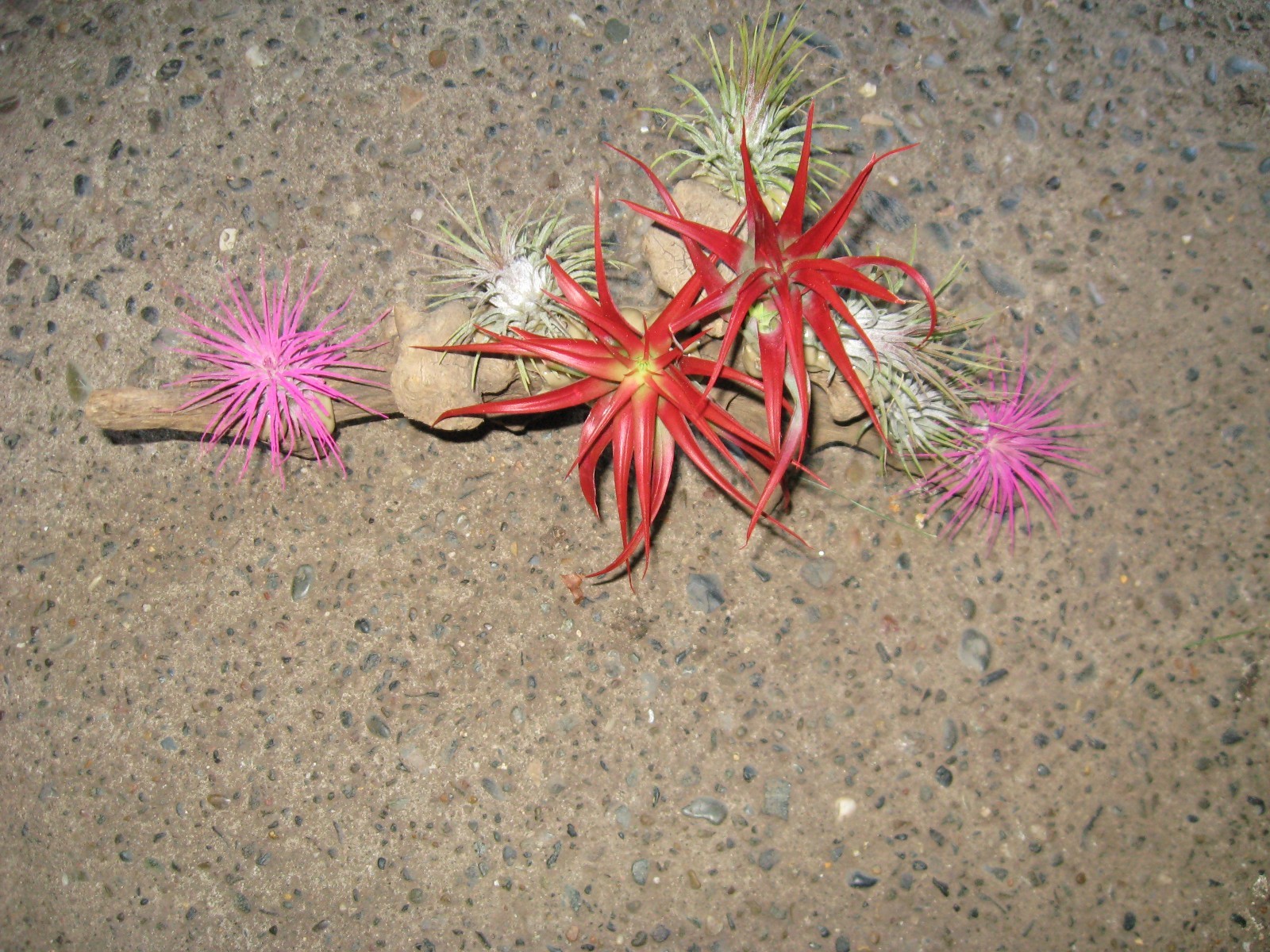 TILLANDSIA COLLECTION ON DRIFTWOOD BASE